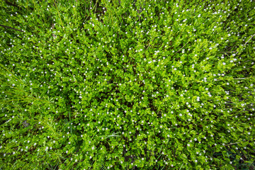 Background first flowers, spring has come