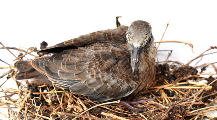 The cute little spotted dove or (spilopelia chinensis) or mountain dove or pearl-necked dove or lace-necked dove or spotted turtle-dove lying in a nest on a white background.