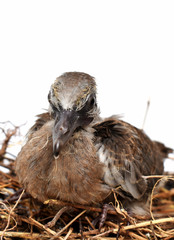 The cute little spotted dove or (spilopelia chinensis) or mountain dove or pearl-necked dove or lace-necked dove or spotted turtle-dove lying in a nest on a white background.