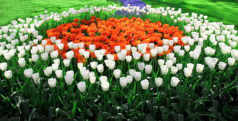 red and white tulips