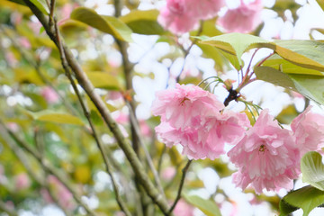 満開に咲いた楊貴妃の桜