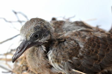 The cute little spotted dove or (spilopelia chinensis) or mountain dove or pearl-necked dove or...