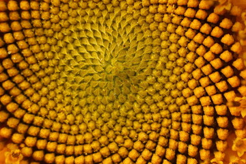 Muster einer Sonnenblumebl&uuml;te