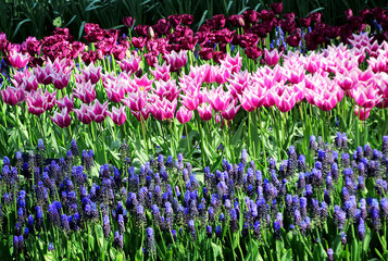 colorful flowers 