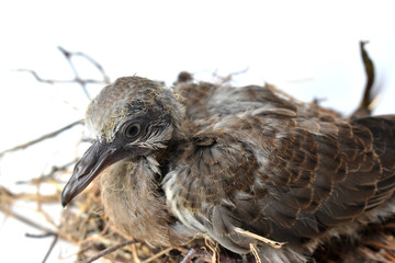 The cute little spotted dove or (spilopelia chinensis) or mountain dove or pearl-necked dove or lace-necked dove or spotted turtle-dove lying in a nest on a white background.