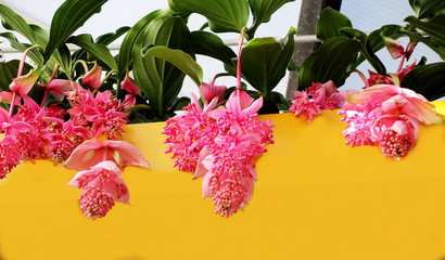 pink flowers in a garden