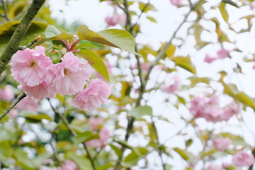 楊貴妃の美しい桜