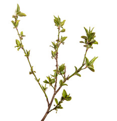 Cherry plum branch with young leaves. isolated on white background