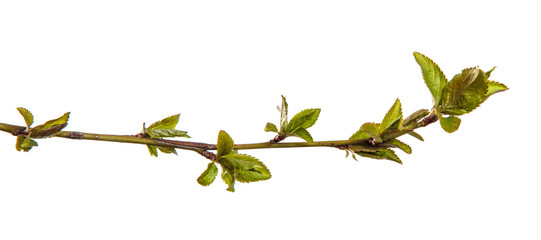 Cherry plum branch with young leaves. isolated on white background
