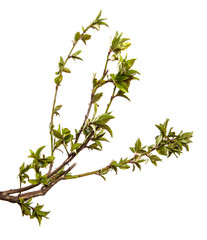 Cherry plum branch with young leaves. isolated on white background