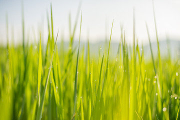 Obraz premium Closeup nature view of green leaf and raindrop in meadow at summer under sunlight blue sky and mountain. Natural green plants landscape using as a background or wallpaper.