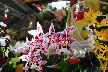 pink orchid