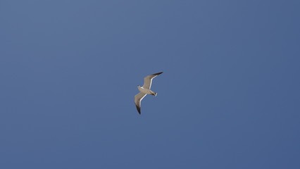 Obraz premium 푸른 하늘 아래 자유로운 갈매기