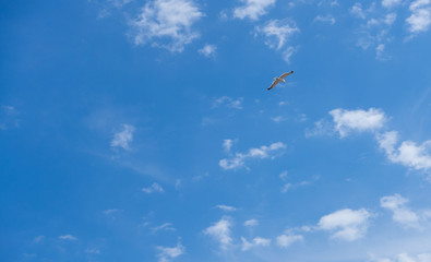 CLOUDY SKY WITH SEAGULLS IN SPRING