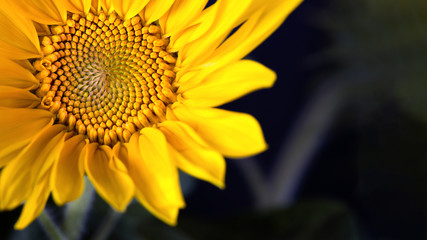 Sunflower flowers macro close up with pollen over black background as symbol or concept for production of vegetable oil and healthy vegetarian food