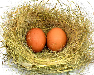Two wild chicken eggs in a yellow grass nest on a white background