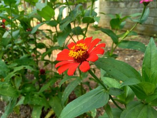 Zinnia elegans (youth and age, common zinnia, elegant zinnia) flower with natural background