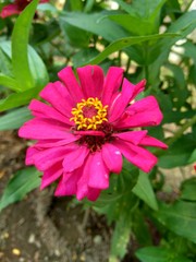 Obraz premium Zinnia elegans (youth and age, common zinnia, elegant zinnia) flower with natural background