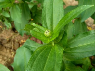 Zinnia elegans (youth and age, common zinnia, elegant zinnia) flower with natural background