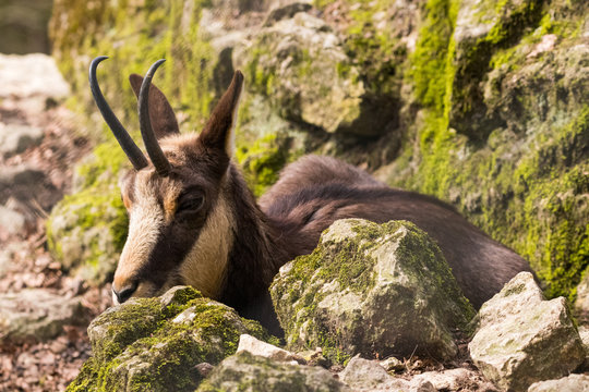 Steinwild mit H&ouml;rnern