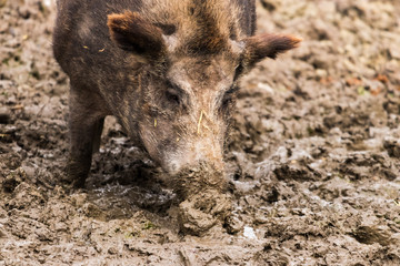 Ein Wildschwein suhlt im Schlamm