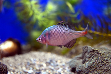 Obraz premium 水中をゆっくり泳ぐニッポンバラタナゴ