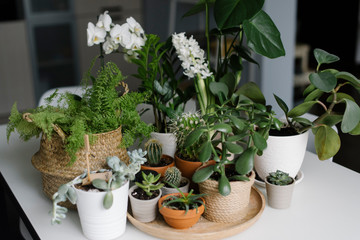 Green plants and flowers on the table
