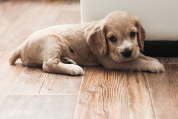 little cute spaniel puppy lies on the floor