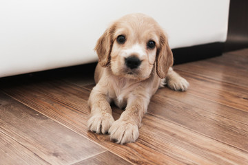 Fototapeta na wymiar little cute spaniel puppy lies on the floor