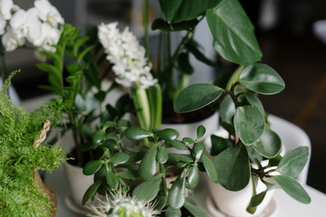 Green plants and flowers on the table
