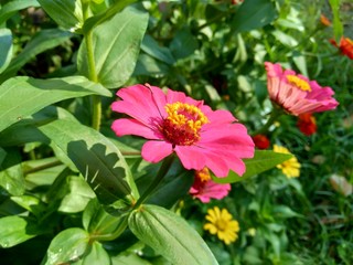 Zinnia elegans (youth and age, common zinnia, elegant zinnia) flower with natural background