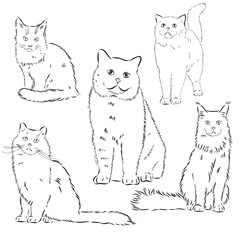 Cats set, vector illustration, hand-drawn cute fluffy cats. domestic cat set vector sketch illustration