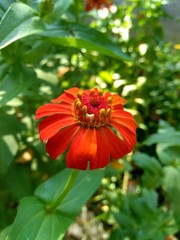Zinnia elegans (youth and age, common zinnia, elegant zinnia) flower with natural background