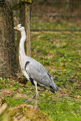 wilder Graureiher in Deutschland