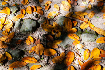 Yellow, brown, and orange leaf background for texture