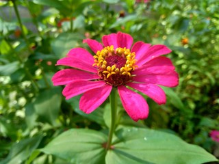 Fototapeta premium Zinnia elegans (youth and age, common zinnia, elegant zinnia) flower with natural background