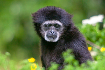 Tête de gibbon à mains blanches