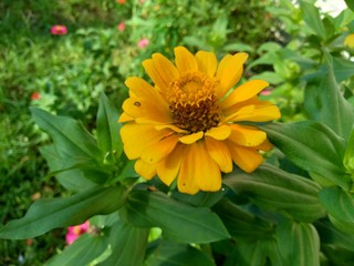 Zinnia elegans (youth and age, common zinnia, elegant zinnia) flower with natural background