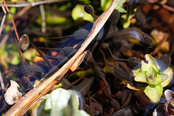 Mehrere Kaulquappen in wildem Gewässer mit Reflexion auf der Wasseroberfläche