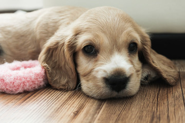 little cute spaniel puppy lies on the floor