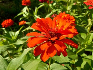 Zinnia elegans (youth and age, common zinnia, elegant zinnia) flower with natural background