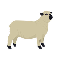 Hampshire Sheep Breeds of domestic animals Flat vector illustration Isolated object on white background