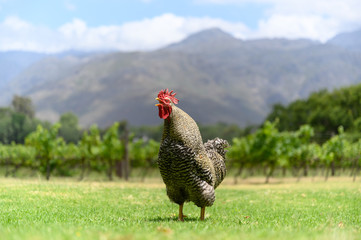 Rooster 