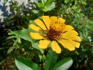 Zinnia elegans (youth and age, common zinnia, elegant zinnia) flower with natural background