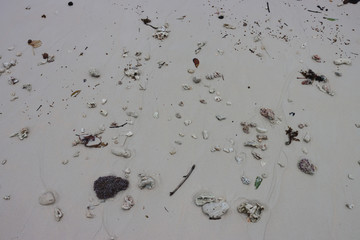 Natural debris of sticks shells and seaweed on a clean sandy beach