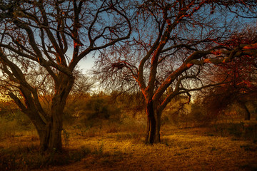 sunrise through the trees 