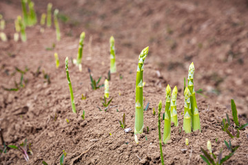grüner Spargel wächst auf dem Feld