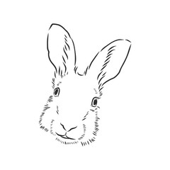 Hand-drawn portrait of rabbit. Vector illustration. portrait of a hare, head of a hare vector sketch illustration