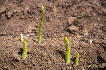 grüner Spargel auf dem Acker