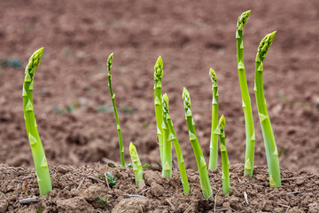 Frischer Spargel auf dem Feld